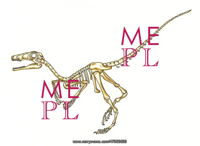 : Microraptor skeleton : Microraptor skeleton