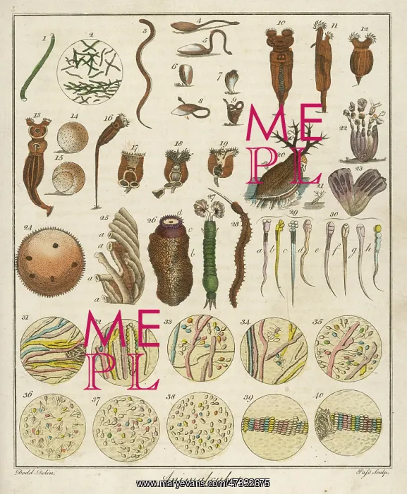 : Under the Microscope - 18th century : Under the Microscope - 18th century