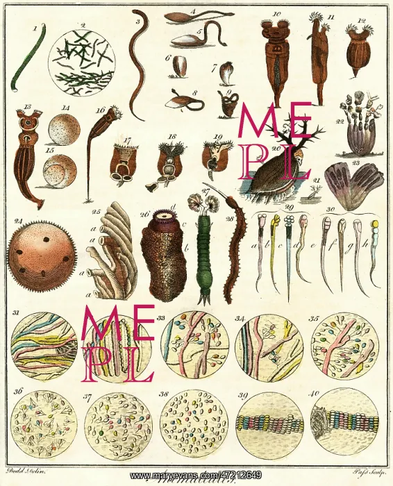 : MICROSCOPIC MARINE LIFE : MICROSCOPIC MARINE LIFE