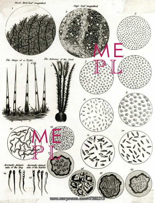 : MICROSCOPIC OBJECTS : MICROSCOPIC OBJECTS