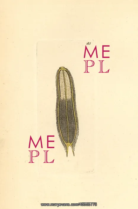 : Microscopic scolopendra, Scolopendra microscopia : Microscopic scolopendra, Scolopendra microscopia