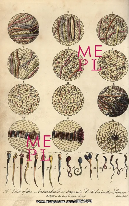 : Microscopic views of human spermatozoa in semen : Microscopic views of human spermatozoa in semen