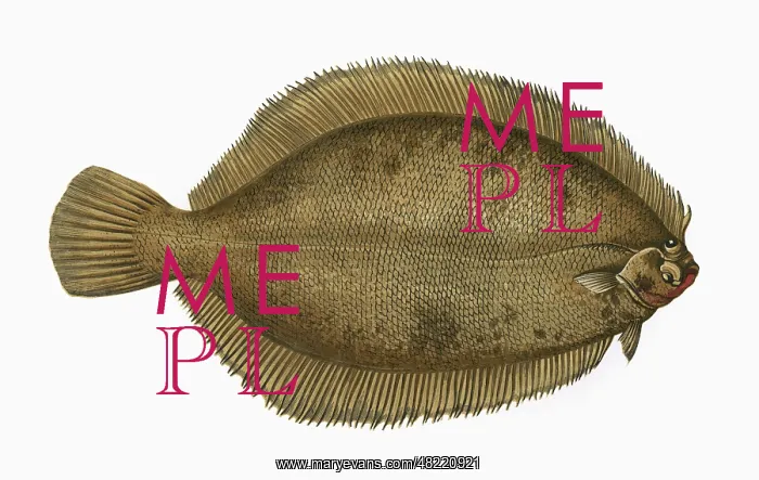 : Microstomus kitt, or Lemon Sole : Microstomus kitt, or Lemon Sole