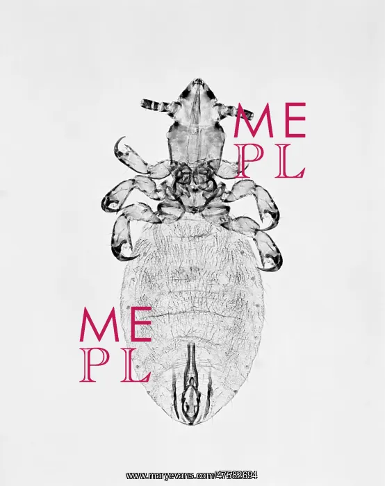 : Microthoracius cameli, camel sucking louse : Microthoracius cameli, camel sucking louse