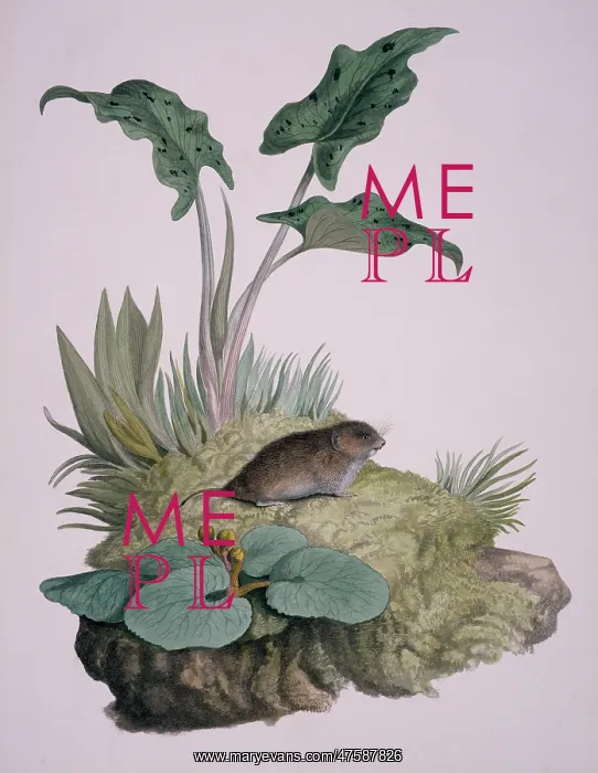 : Microtus agrestis, field vole : Microtus agrestis, field vole