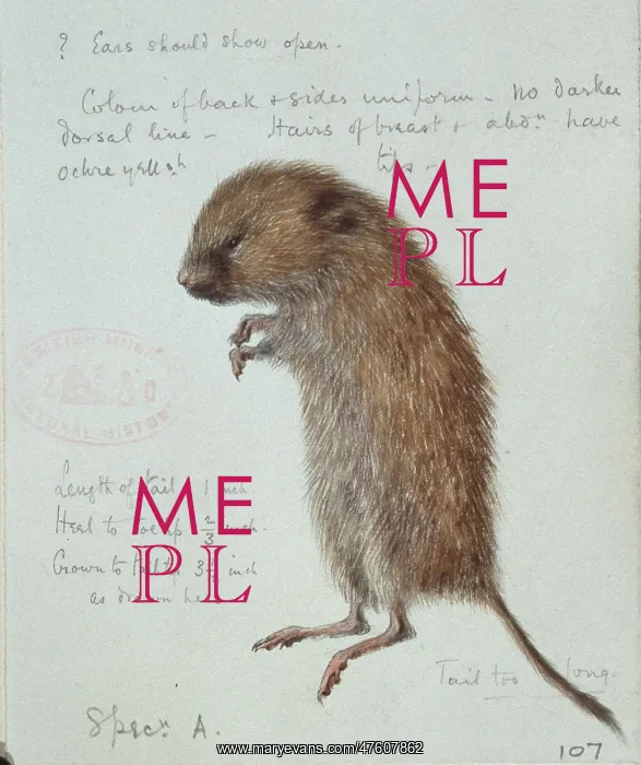 : Microtus agrestis, field vole : Microtus agrestis, field vole