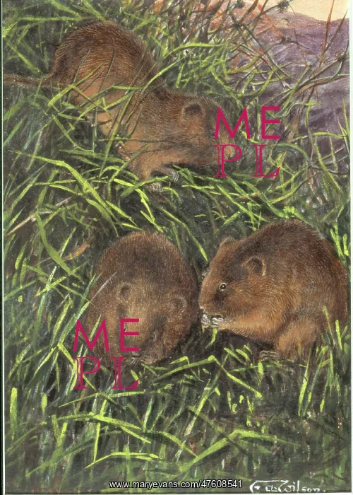 : Microtus arvalis orcadensis, Orkney vole : Microtus arvalis orcadensis, Orkney vole