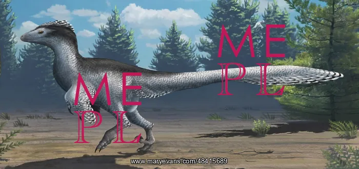 : A mid-sized Cretaceous China deinonychosaur : A mid-sized Cretaceous China deinonychosaur