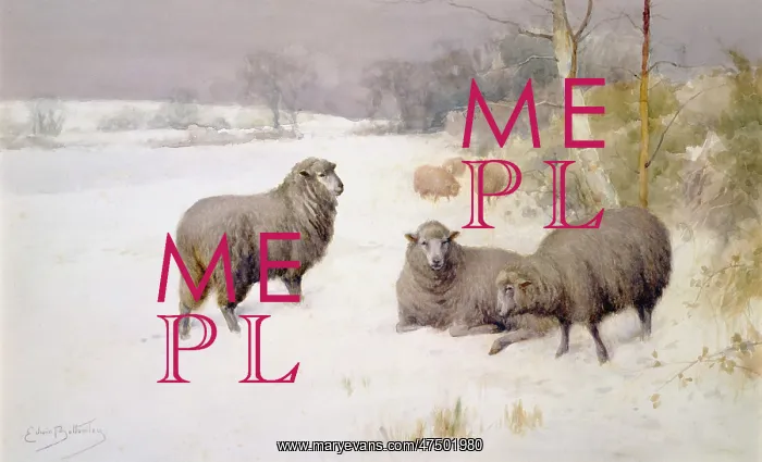 : Mid-Winter ' sheep in snow : Mid-Winter ' sheep in snow