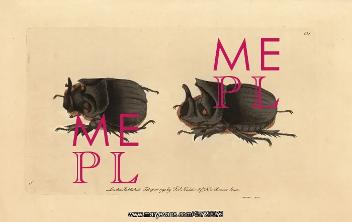 : Midas beetle, Heliocopris midas : Midas beetle, Heliocopris midas