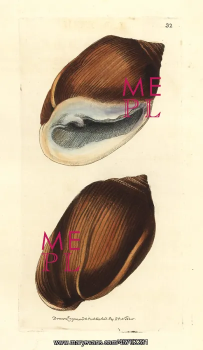 : Midas's ear shell, Ellobium aurismidae : Midas's ear shell, Ellobium aurismidae
