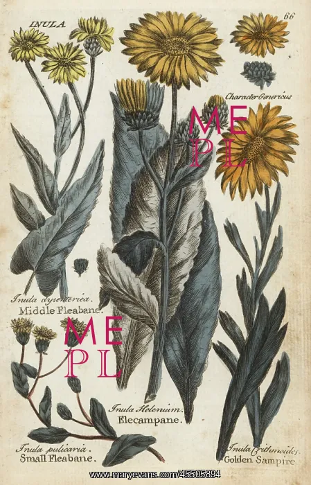 : Middle fleabane, small fleabane, elecampane : Middle fleabane, small fleabane, elecampane