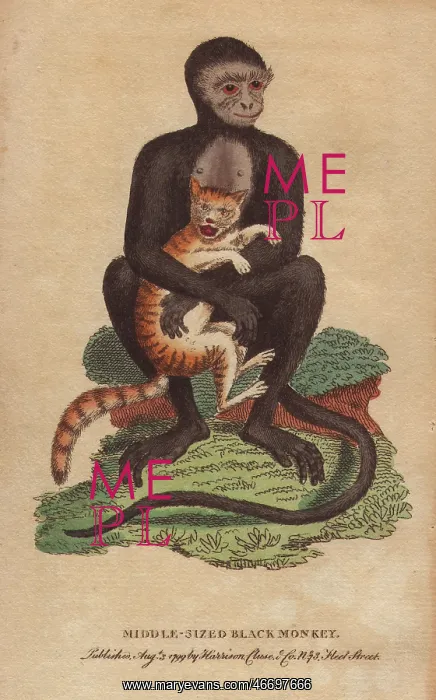 : Middle-sized black monkey or langur, Cercopithecus maurus : Middle-sized black monkey or langur, Cercopithecus maurus