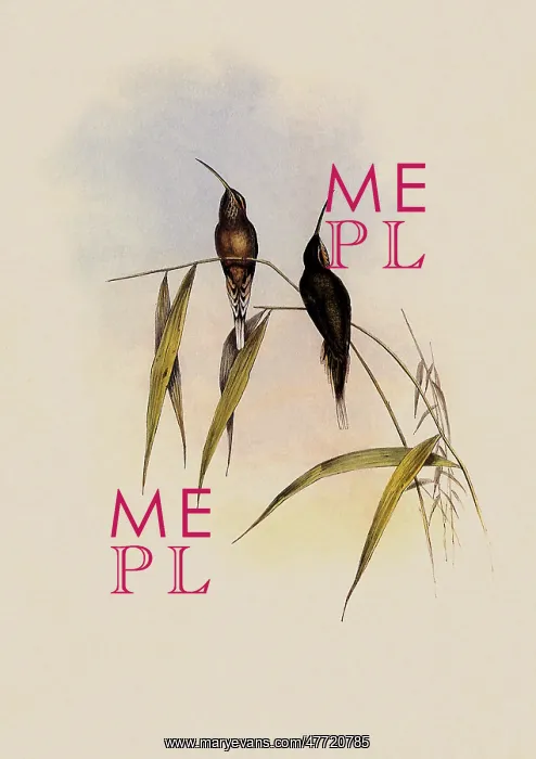 : Middle-Sized Hermit, PhaEothornis Intermedius : Middle-Sized Hermit, PhaEothornis Intermedius