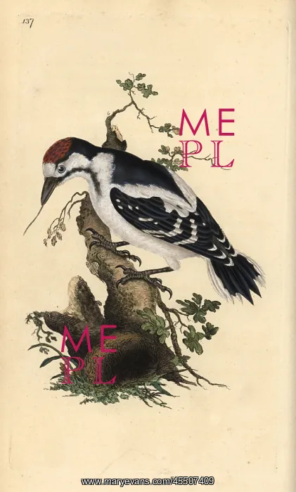 : Middle spotted woodpecker, Dendrocopos medius : Middle spotted woodpecker, Dendrocopos medius