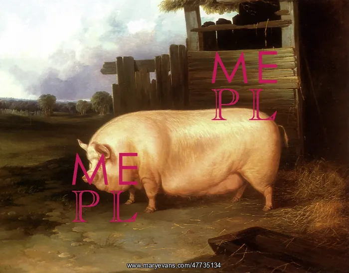  : Middle White Sow