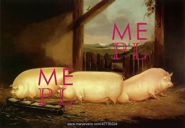 : Three Middle White Sows