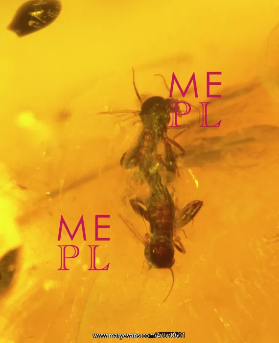 : Midge in Baltic amber : Midge in Baltic amber