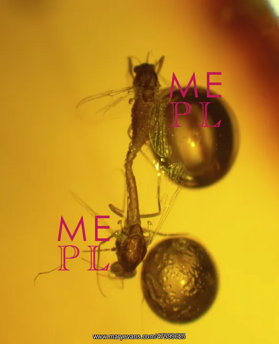 : Midges in amber : Midges in amber
