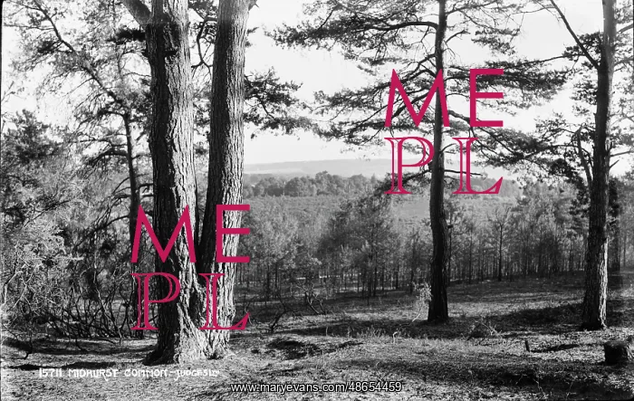  : Midhurst Common Landscape