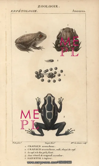 : Midwife toad, Alytes obstetricans, tadpole : Midwife toad, Alytes obstetricans, tadpole