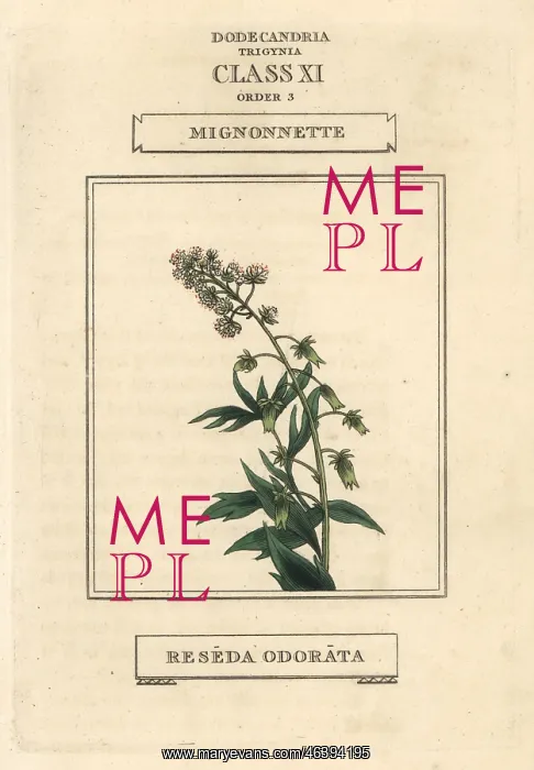 : Mignonette, Reseda odorata : Mignonette, Reseda odorata