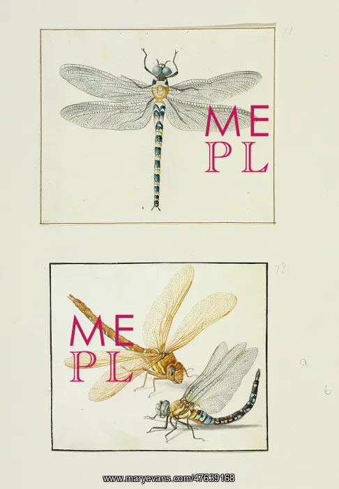 : Migrant Hawker (lower), Brown Hawker (upper) : Migrant Hawker (lower), Brown Hawker (upper)