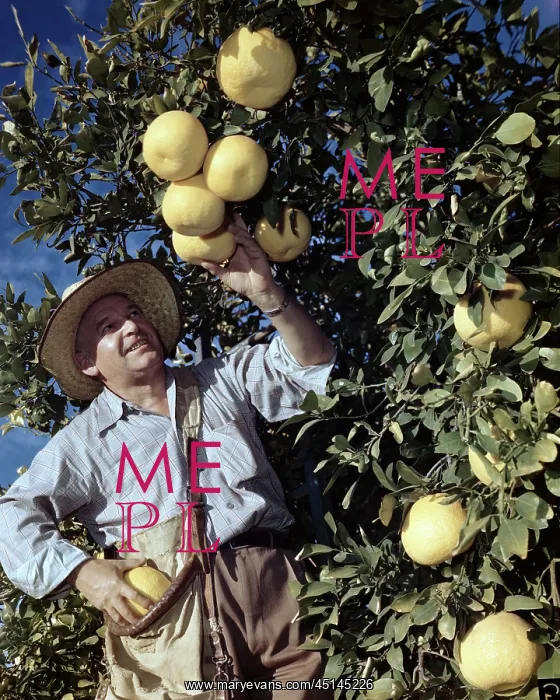 : Migrant Worker Picking Fruit : Migrant Worker Picking Fruit