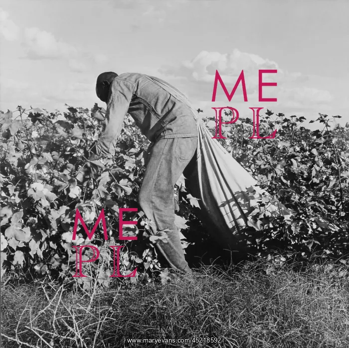 : Migratory field worker picking cotton for ? : Migratory field worker picking cotton for ?