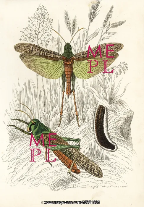 : Migratory locusts and eggs, Locusta migratoria : Migratory locusts and eggs, Locusta migratoria