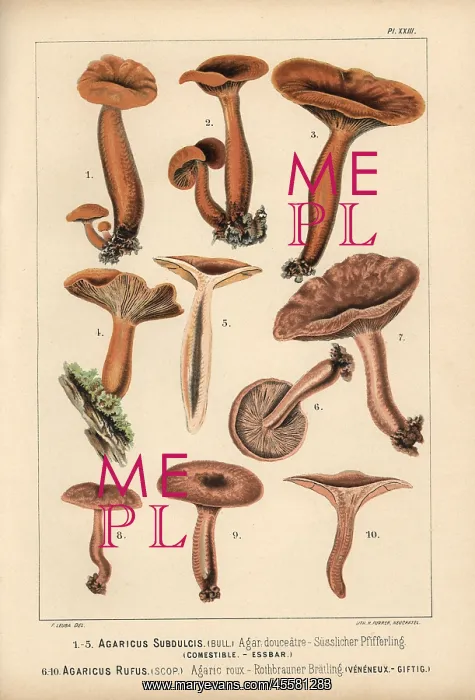 : Mild milkcap, Lactarius subdulcis, edible : Mild milkcap, Lactarius subdulcis, edible