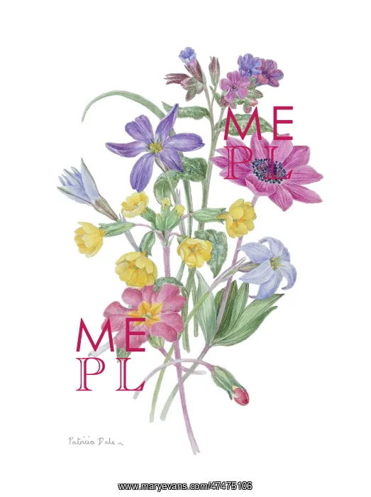 : The Mild Spring ? flower design : The Mild Spring ? flower design