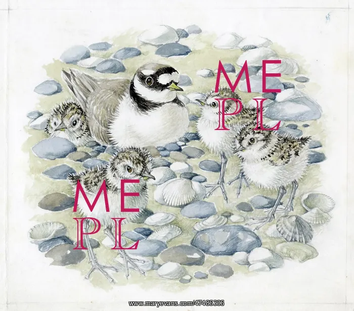  : Mildred Eldridge - The Sea Shore