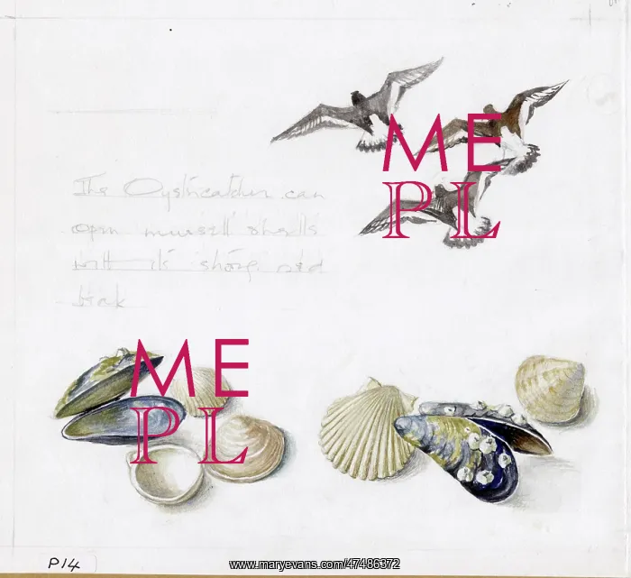  : Mildred Eldridge - The Sea Shore