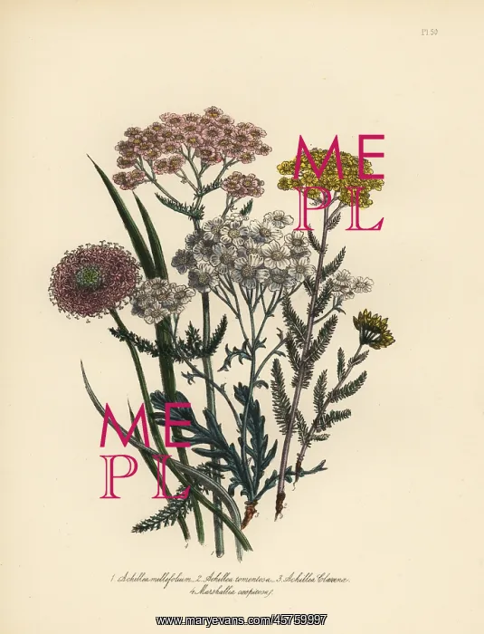 : Milfoil and Marshallia species : Milfoil and Marshallia species