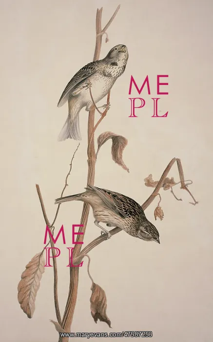 : Miliaria calandra, corn bunting : Miliaria calandra, corn bunting