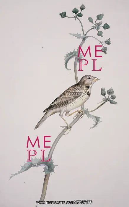 : Miliaria calandra, corn bunting : Miliaria calandra, corn bunting
