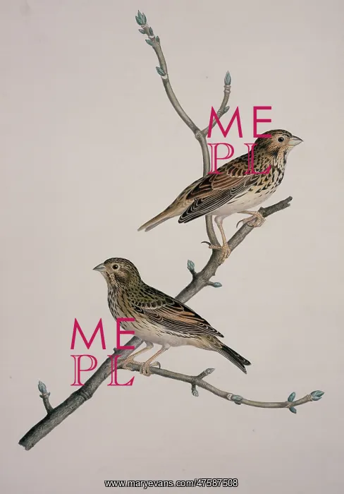 : Miliaria calandra, corn bunting : Miliaria calandra, corn bunting