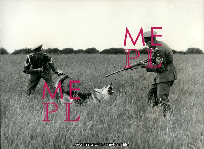 : US Military : US Military