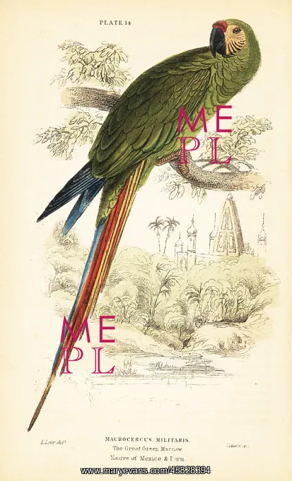 : Military macaw, Ara militaris : Military macaw, Ara militaris