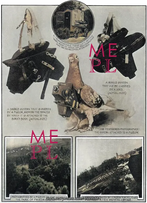 : Military spy - a camera carrying pigeon : Military spy - a camera carrying pigeon