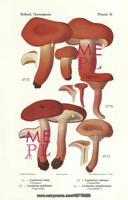 : Milk cap mushrooms : Milk cap mushrooms