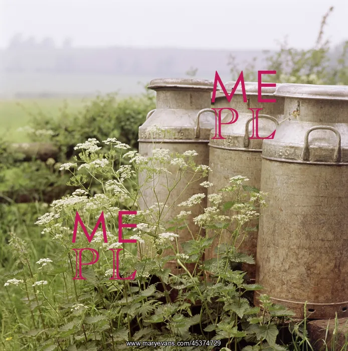 : Milk churns : Milk churns