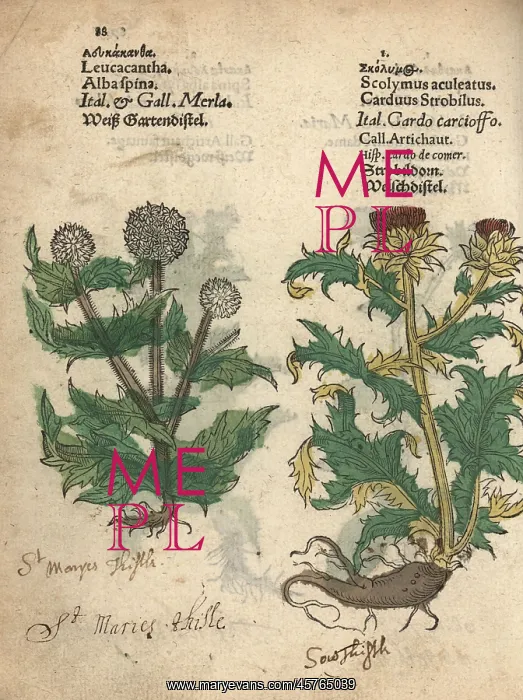 : Milk thistle, Silybum marianum, and globe : Milk thistle, Silybum marianum, and globe