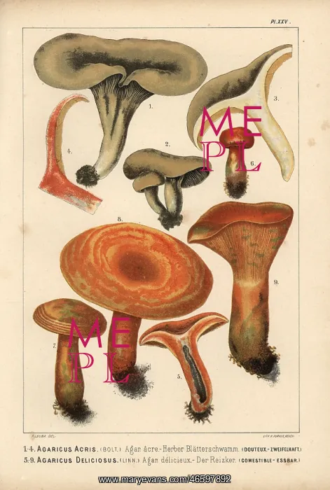 : Milkcap, Lactarius acris, and Saffron milkcap : Milkcap, Lactarius acris, and Saffron milkcap