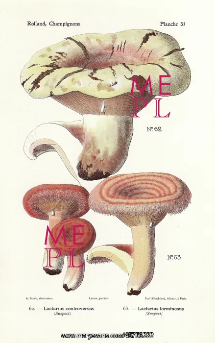 : Milkcap mushroom, Lactarius controversus : Milkcap mushroom, Lactarius controversus