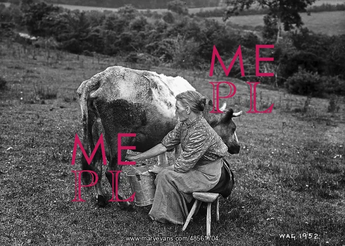 : Milking - a view of a lady milking a cow in a field with a metal bucket : Milking - a view of a lady milking a cow in a field with a metal bucket