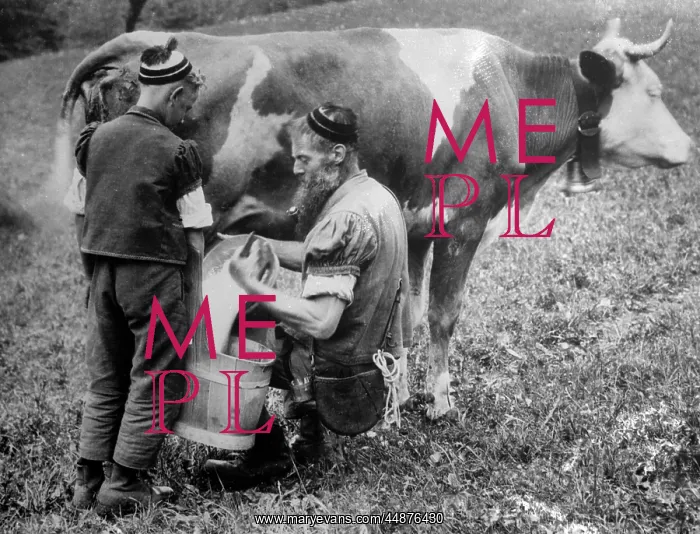 : Milking a Cow : Milking a Cow