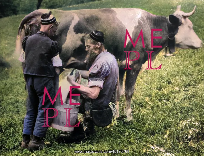 : Milking a Cow : Milking a Cow