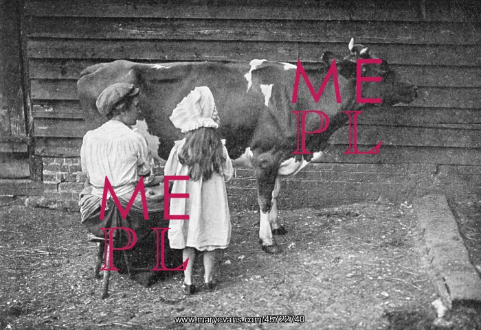 : Milking a Cow : Milking a Cow